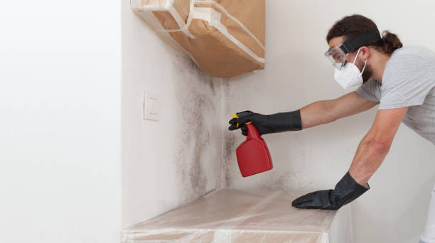 Professional Mold Removal technician working in Mattapan, MA